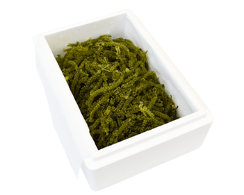 海ぶどう業務用500g