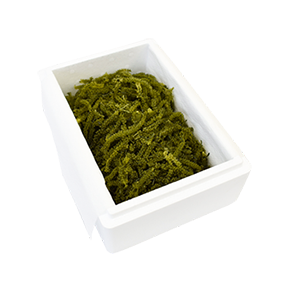 海ぶどう業務用500g